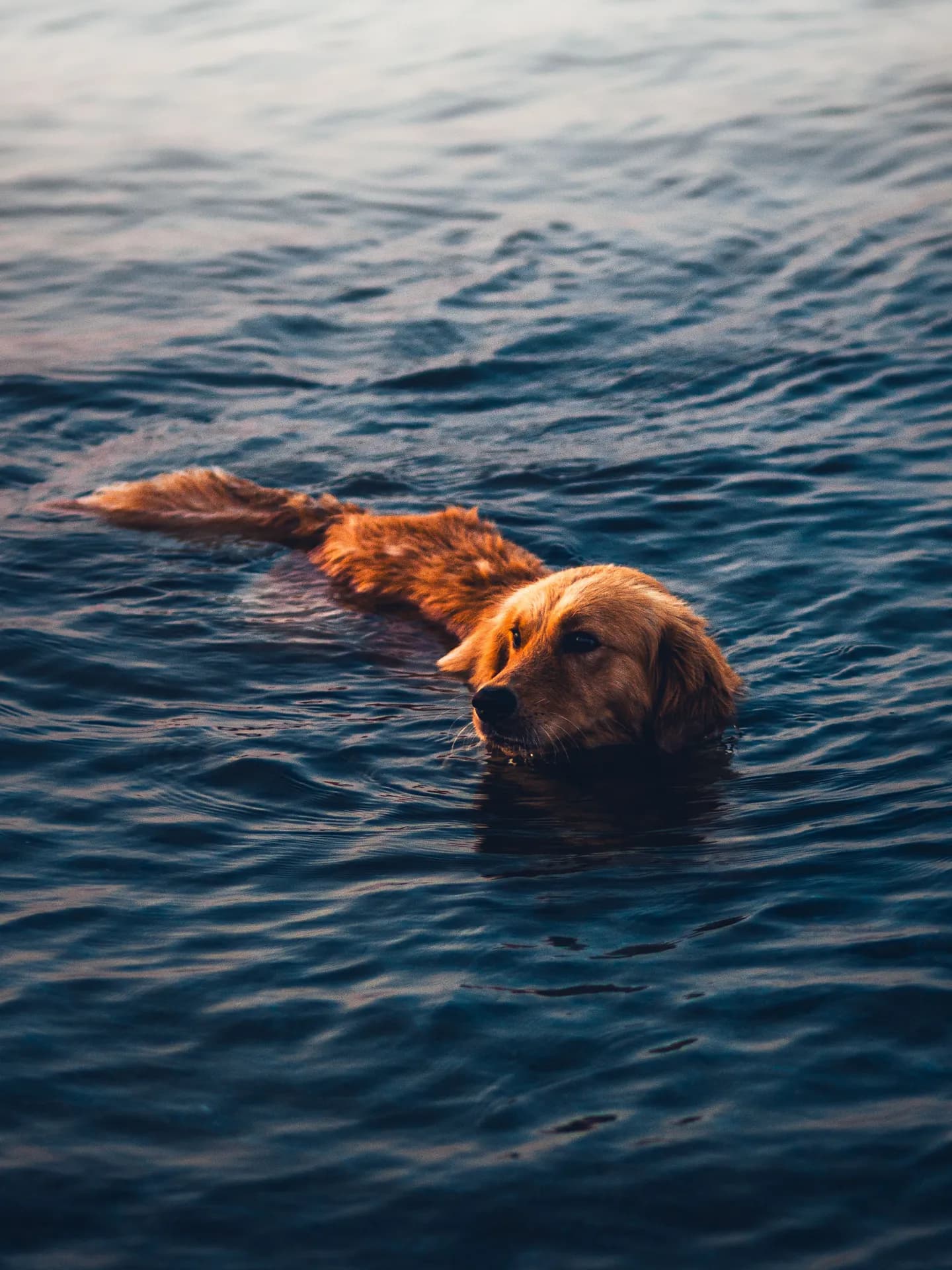 A golden retriever dog swimming calmly in deep blue rippling water, with only its head and upper back visible above the surface.