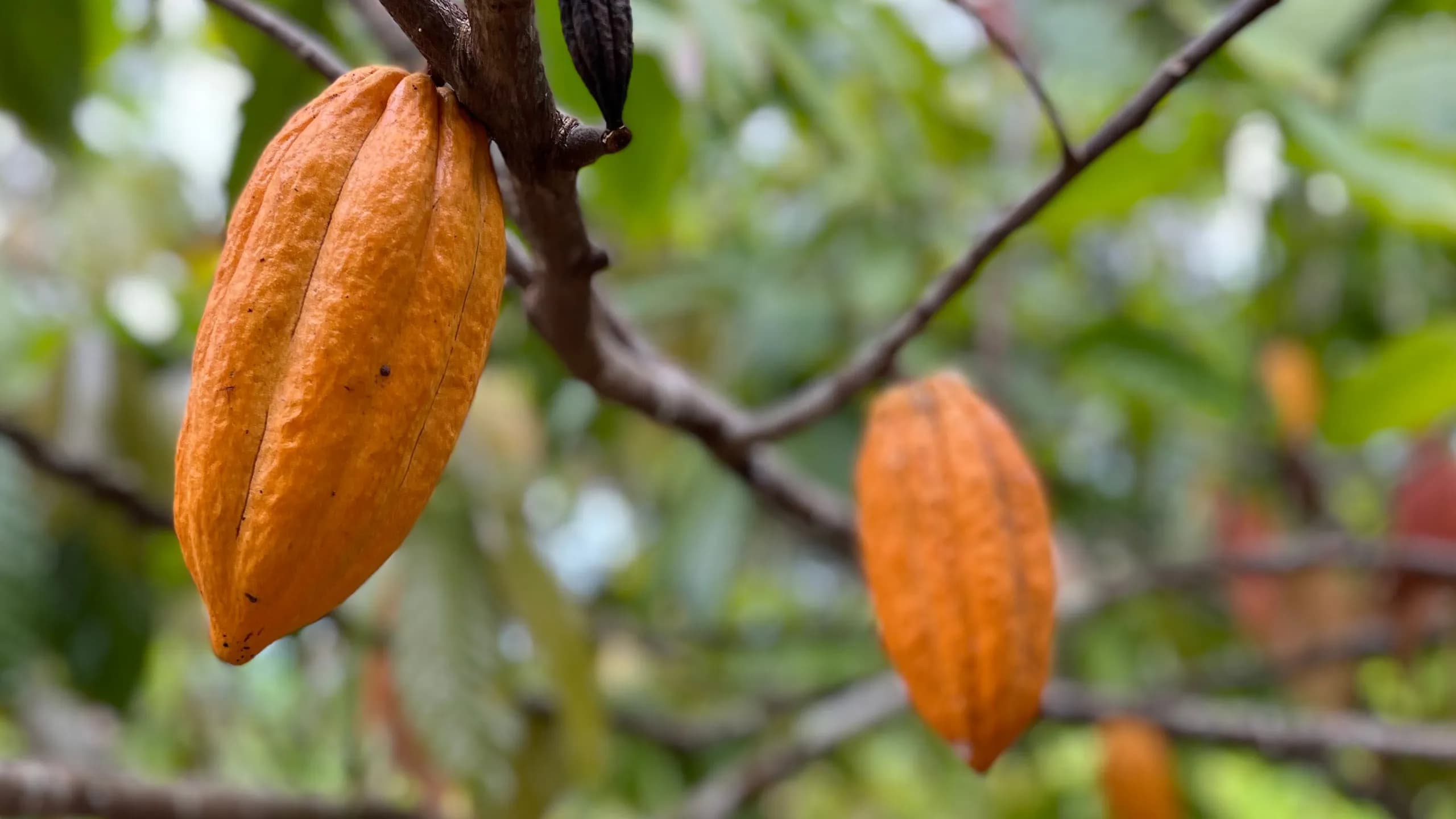 A close-up of a bright orange ripe cacao pod hanging directly from a tree branch against a blurred green foliage background.