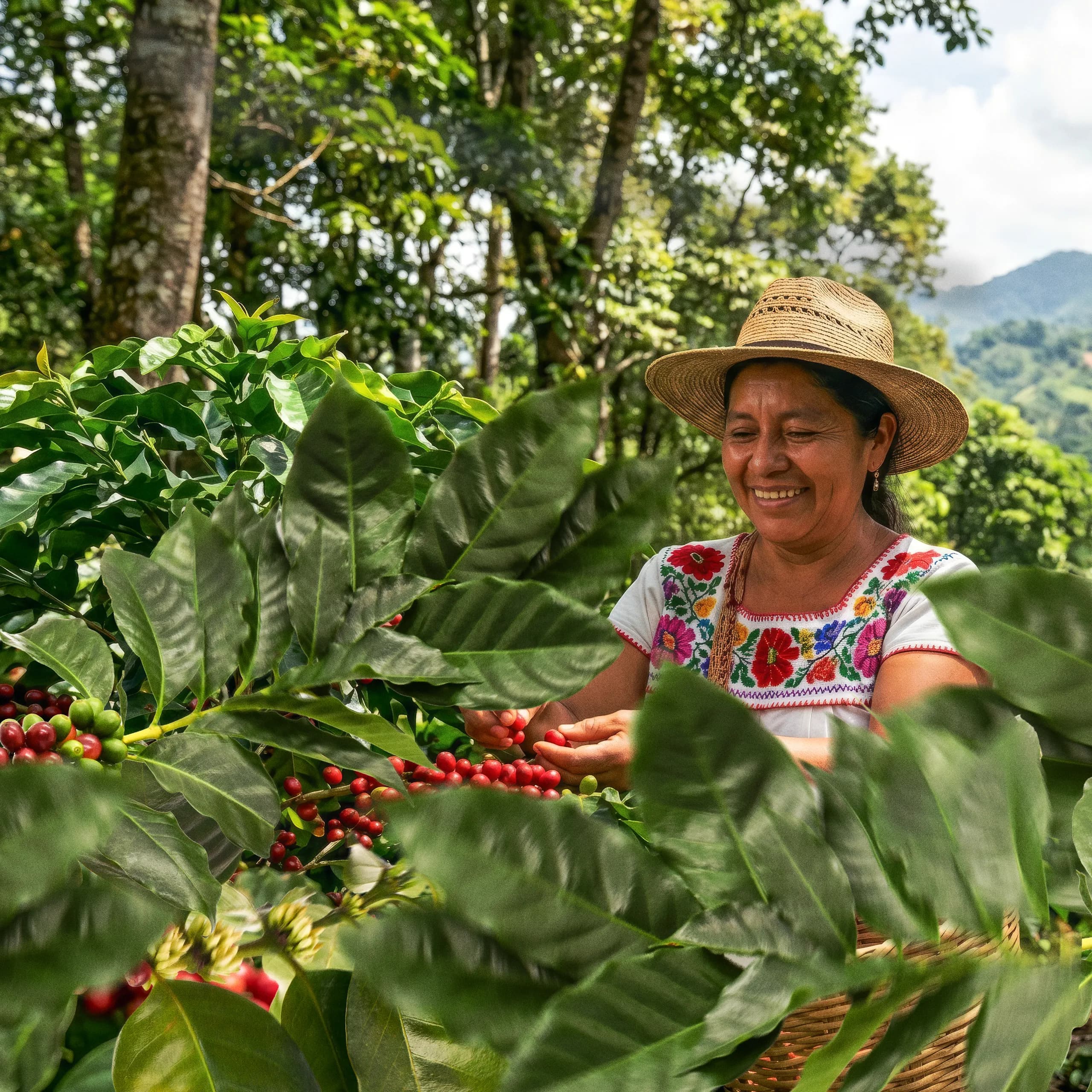 Una mujer indígena mexicana con sombrero de palma y blusa blanca bordada cosechando con cuidado cerezas rojas maduras de plantas de café cultivadas bajo sombra en un exuberante bosque de montaña.
