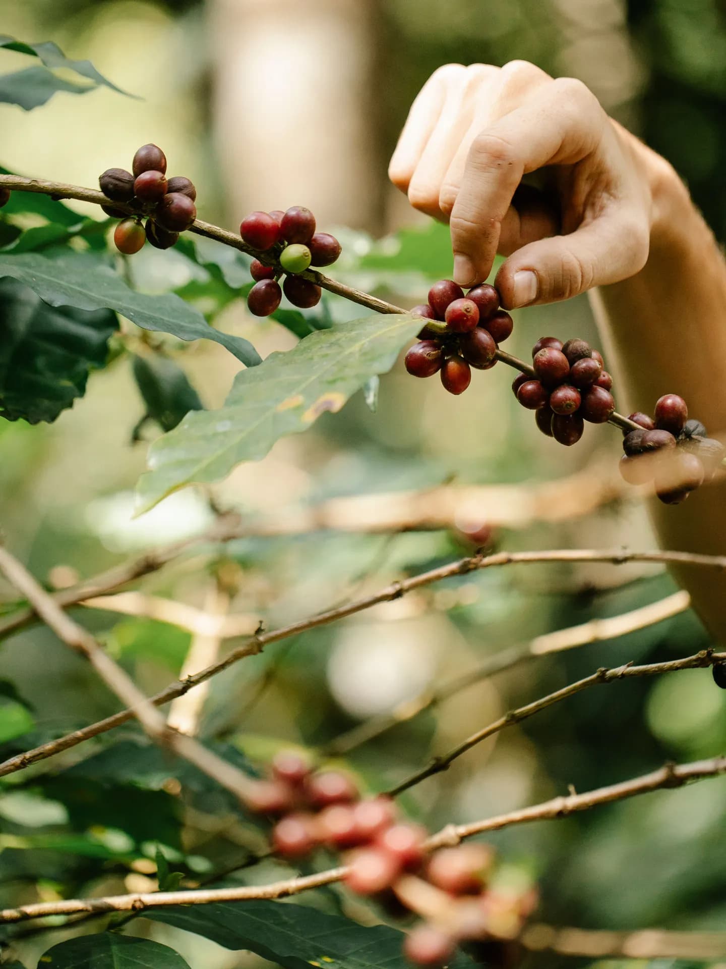 Acercamiento a una mano seleccionando cuidadosamente cerezas de café rojas y maduras de una rama en la finca.