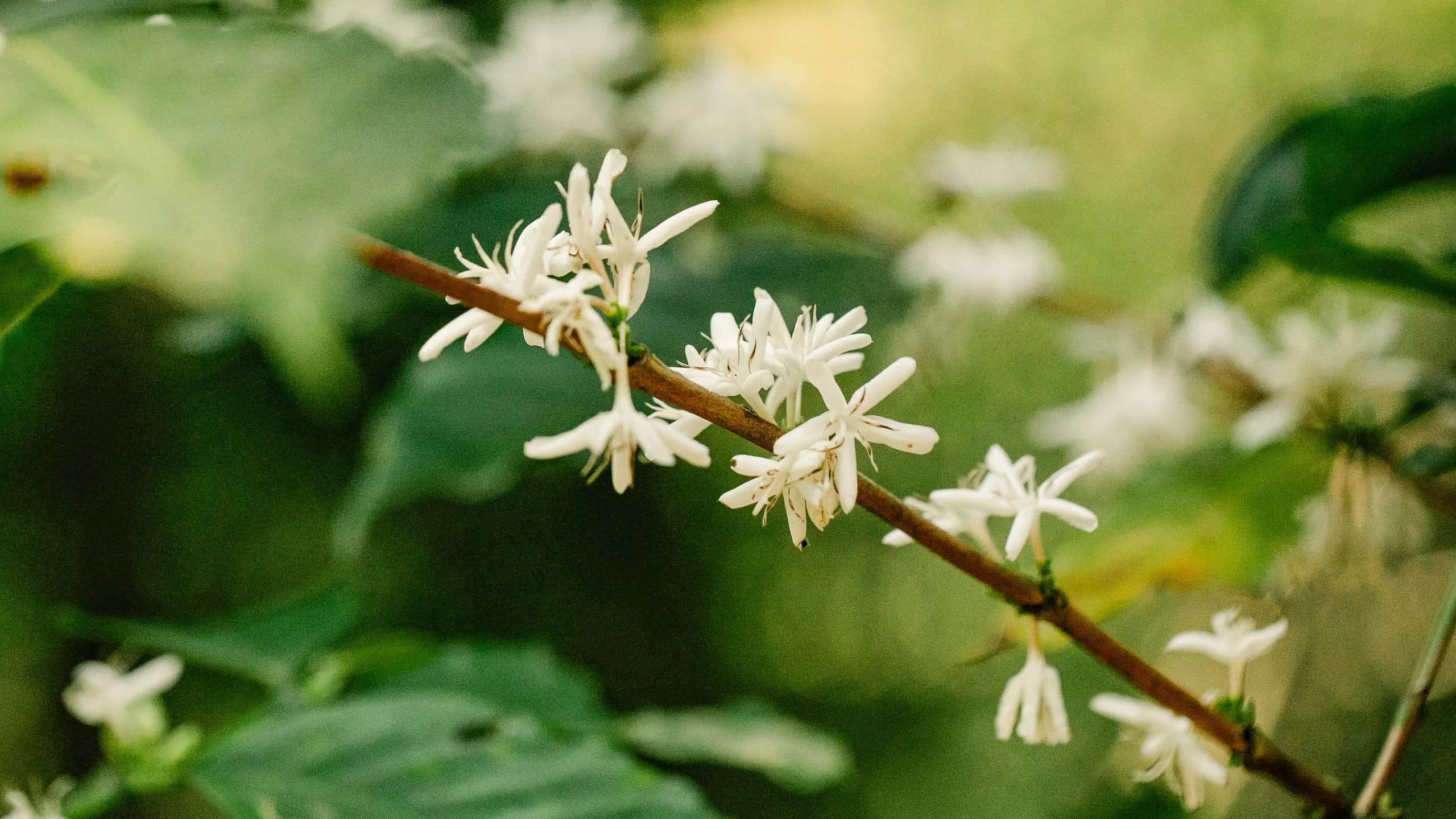 Acercamiento a delicadas flores blancas de café con sutil elegancia de jazmín brotando a lo largo de una rama bajo la exuberante sombra de un cafetal de montaña en México.