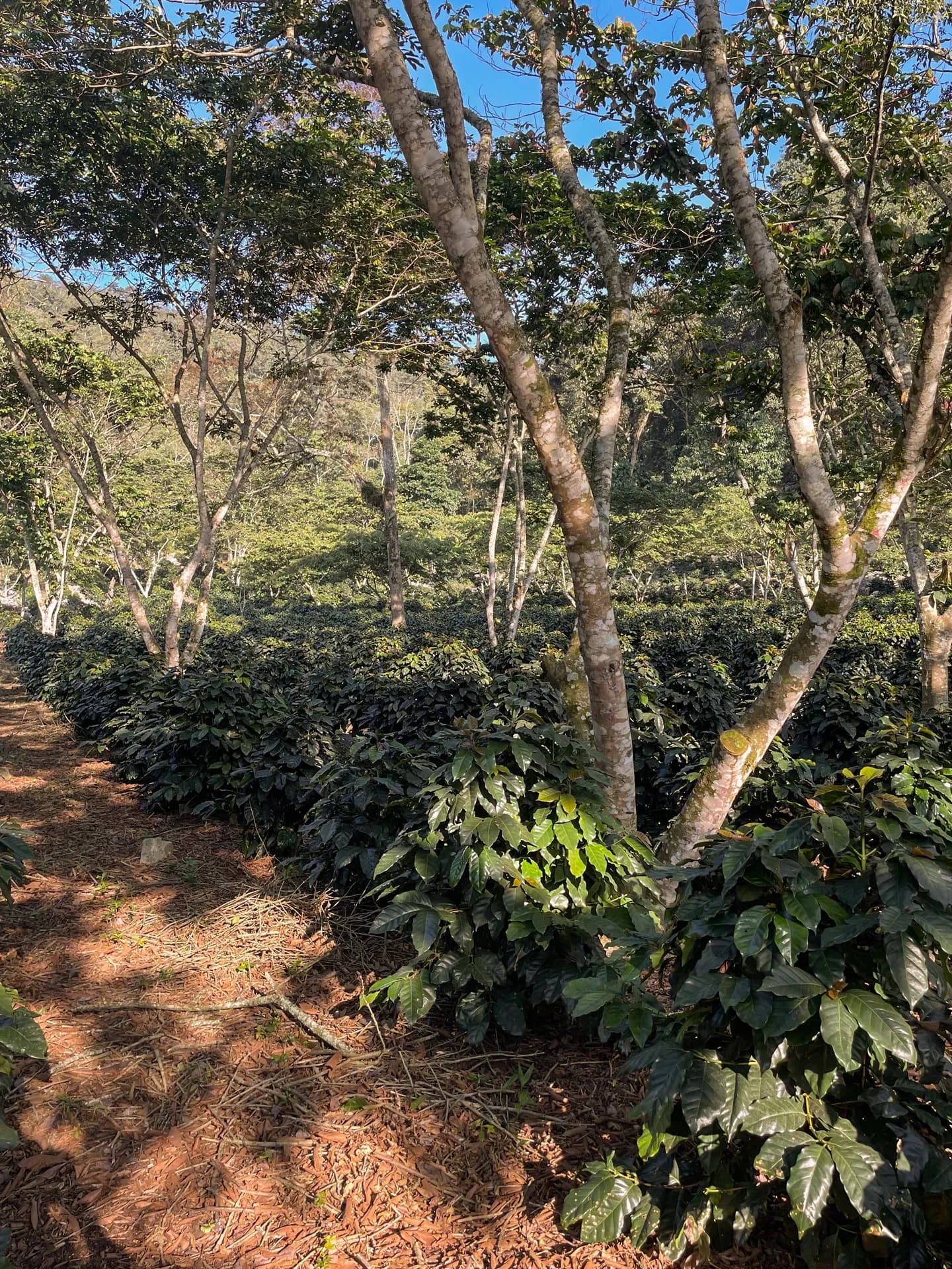 Un cafetal bajo sombra en México con arbustos de café de color verde intenso creciendo debajo de un dosel de árboles altos en un sistema agroforestal.