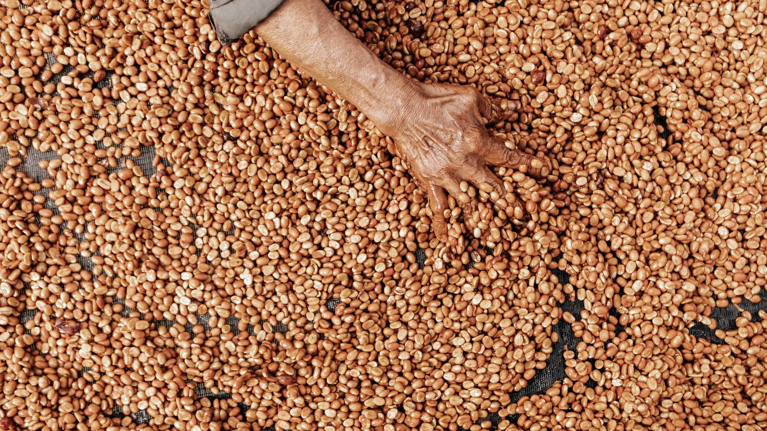 Top-down view of a farmer's weathered hand sorting through a bed of dried coffee parchment beans.