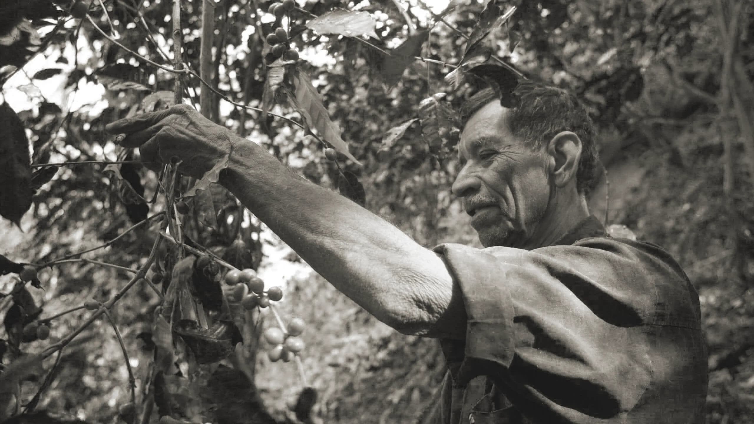 Retrato en blanco y negro de un adulto mayor cafeticultor mexicano extendiendo el brazo para inspeccionar las cerezas de café en una ladera empinada.