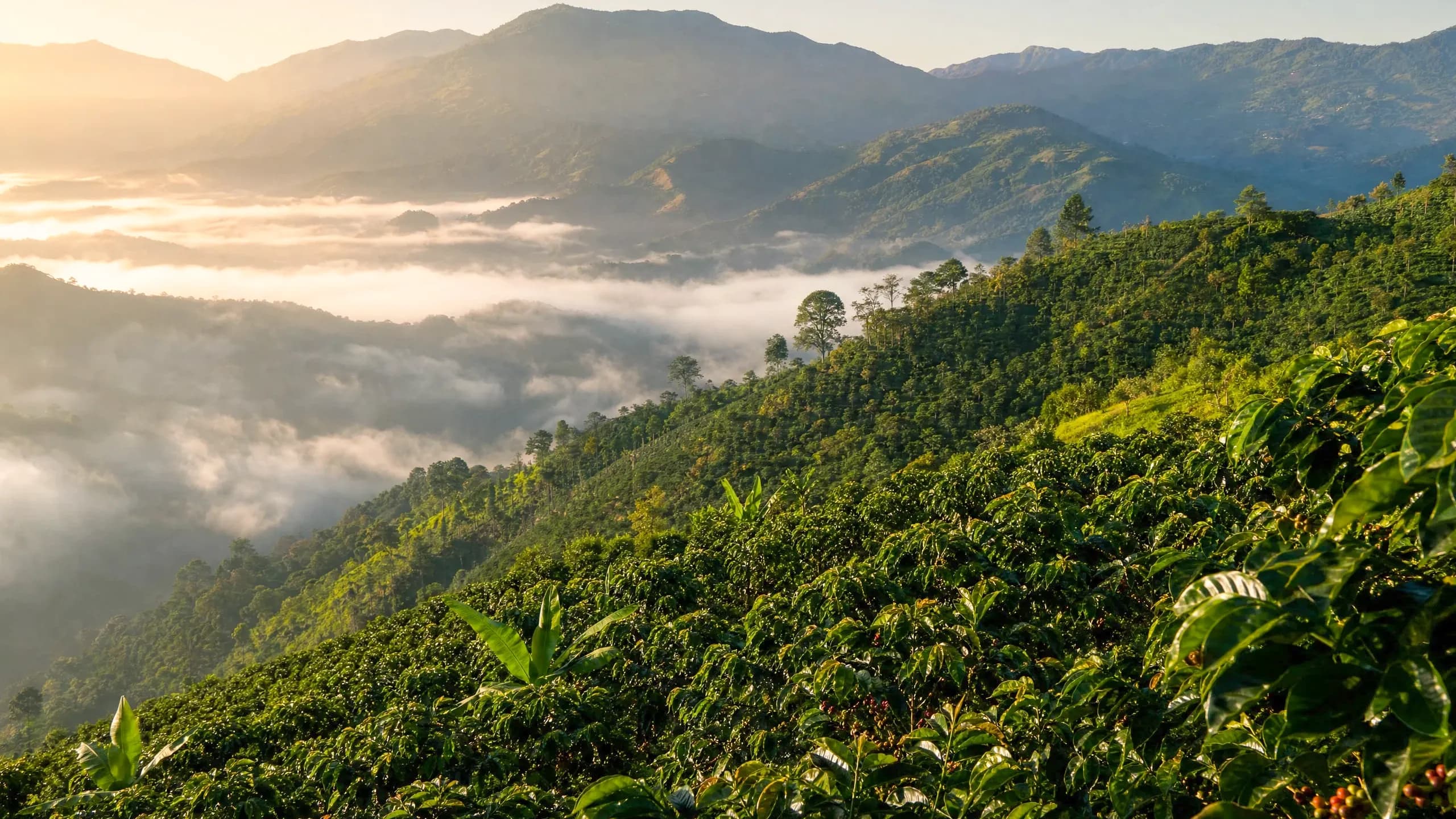 Vista panorámica al amanecer de un cafetal de altura en la sierra mexicana, con plantas de café en laderas empinadas rodeadas de niebla matutina y bosque.