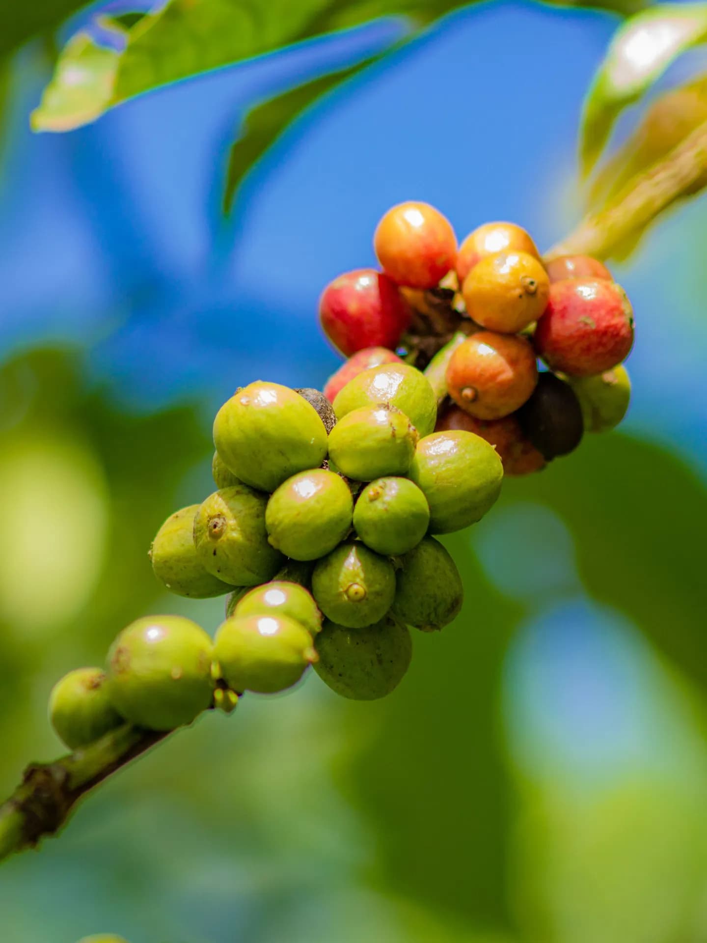Acercamiento a una rama de cafeto mostrando un racimo de cerezas en maduración, pasando del verde brillante al rojo bajo la sombra del bosque.