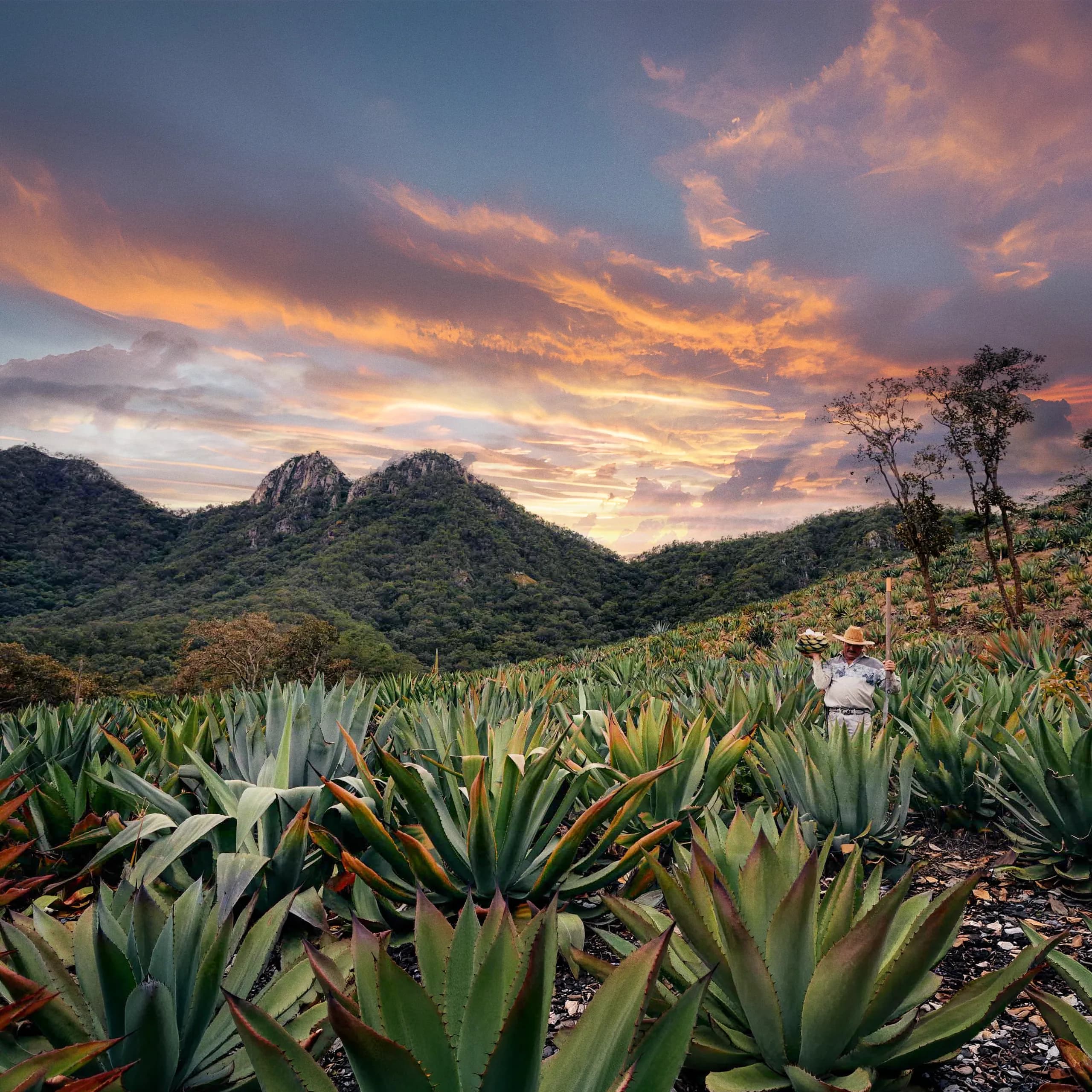 Un jimador de pie en un exuberante campo de agave en la ladera de una montaña al atardecer, sosteniendo una piña cosechada, con nubes dramáticas de color naranja y violeta sobre los picos de las montañas.