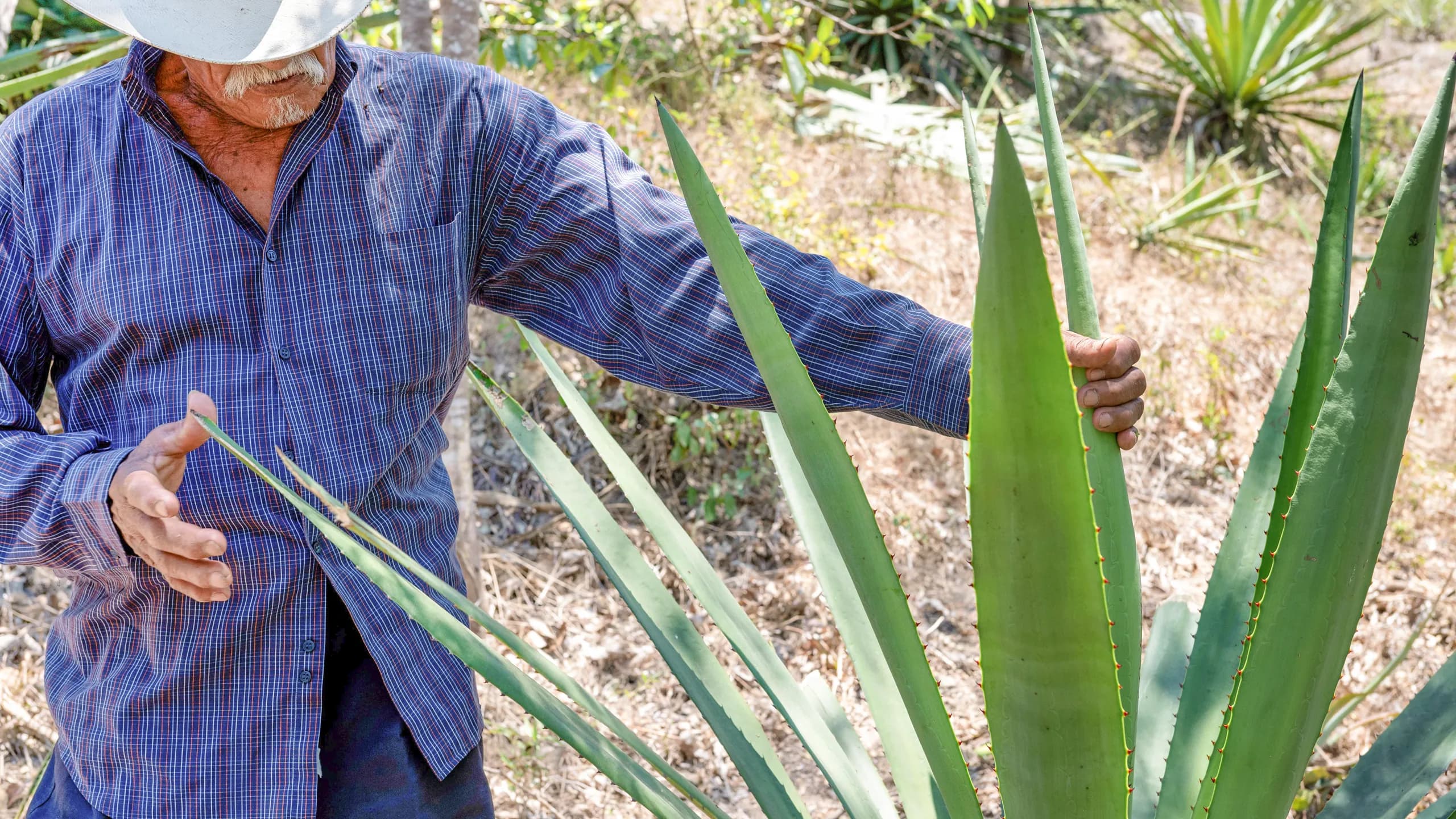 Un maestro raicillero con camisa a cuadros azul y sombrero blanco mostrando las gruesas hojas espinosas de una planta de agave Maximiliana en el campo.