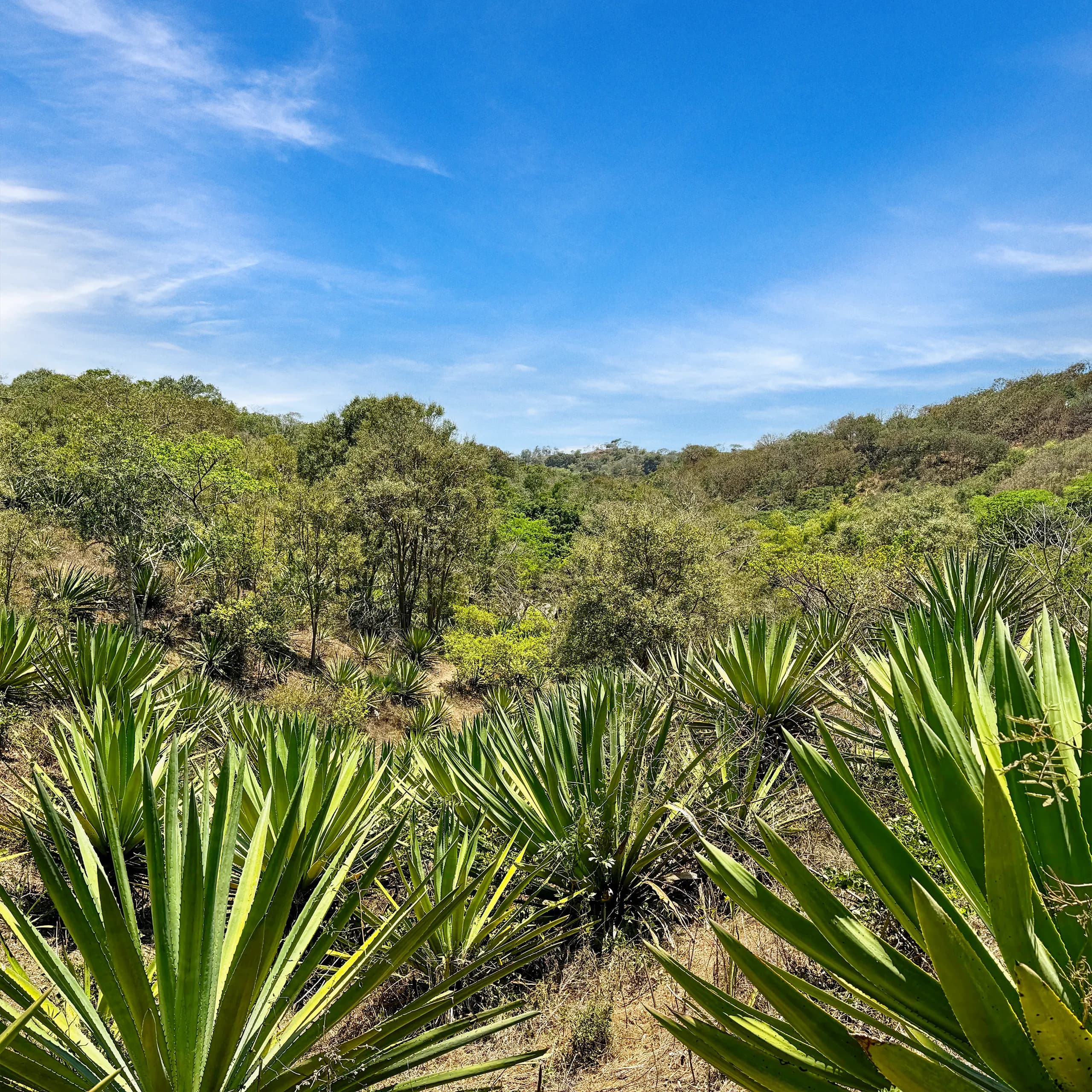 Un campo de vibrantes plantas de agave Maximiliana creciendo a lo largo de laderas montañosas soleadas y cubiertas de bosque en el occidente de Jalisco bajo un cielo azul.