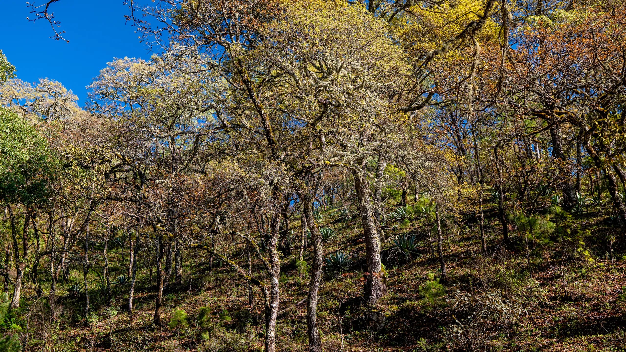 Semi-wild Maximiliana agave plants growing scattered along a wooded hillside beneath oak and encino trees in the mountains of Jalisco.