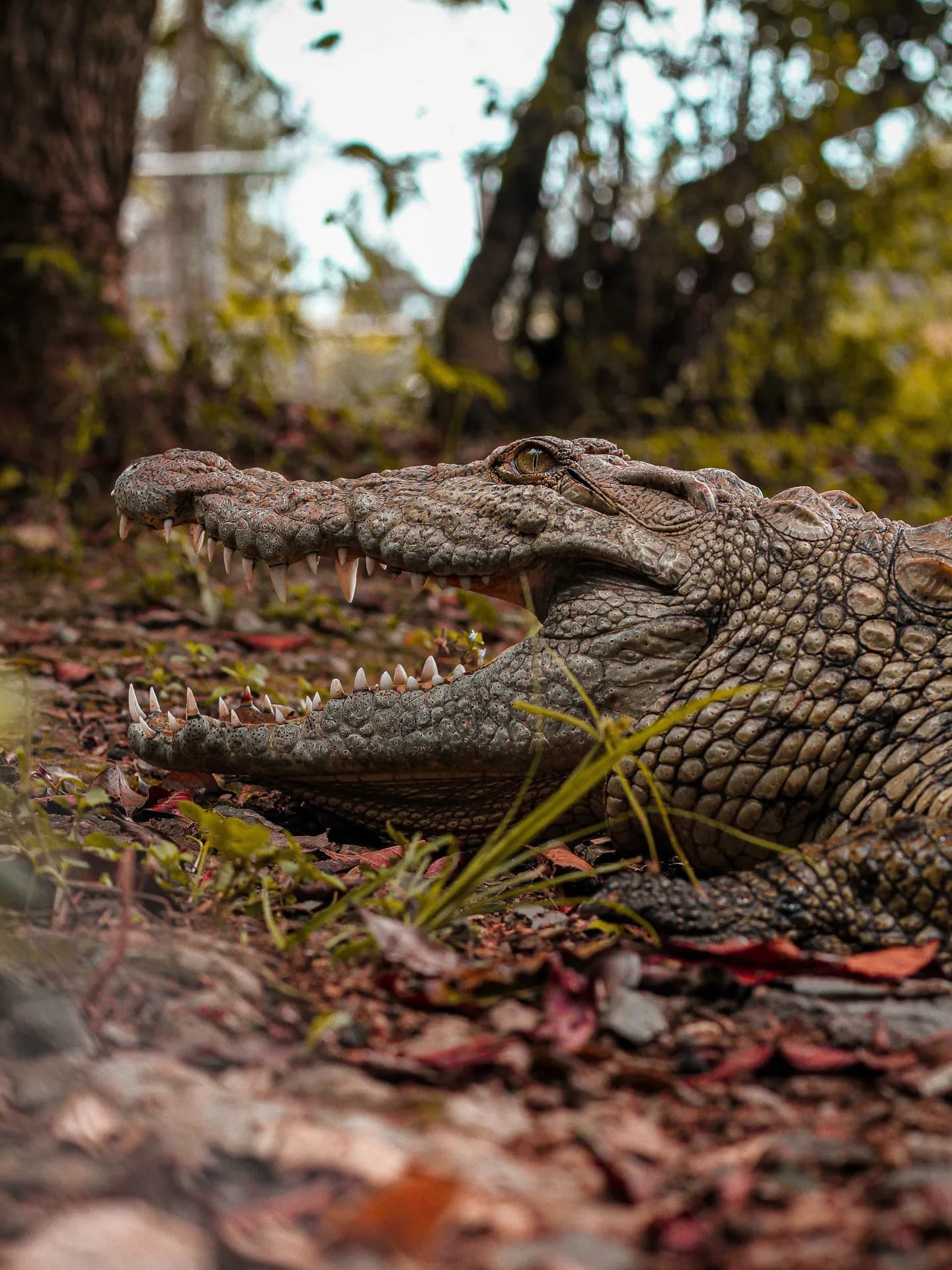 A detailed close-up shot of an American crocodile on the ground with its mouth slightly open, showing its sharp teeth, surrounded by dry leaves and grass with a blurred forest background.