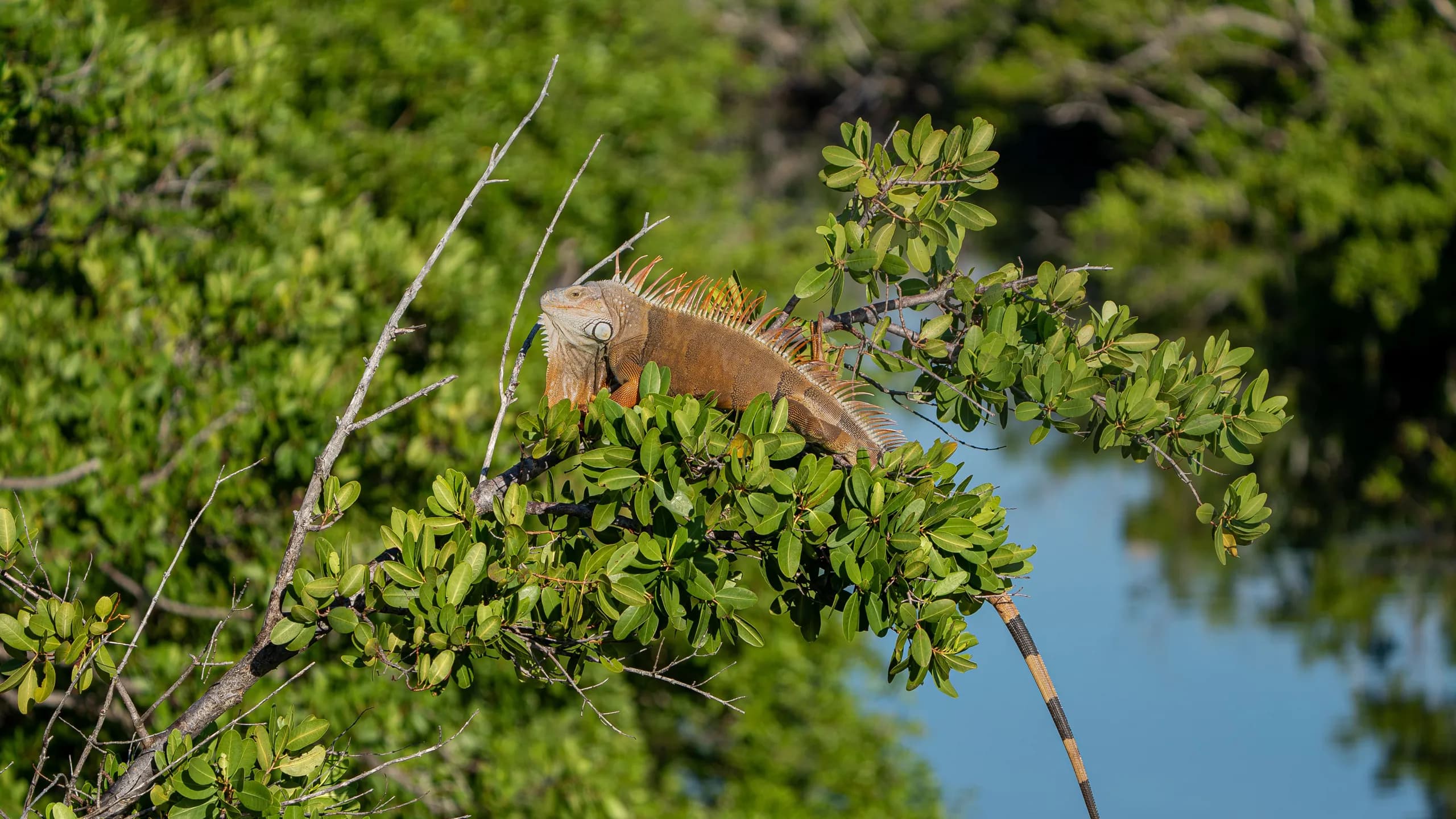 A large orange and brown iguana perched on a leafy green mangrove branch overhanging calm, clear blue water under bright daylight.