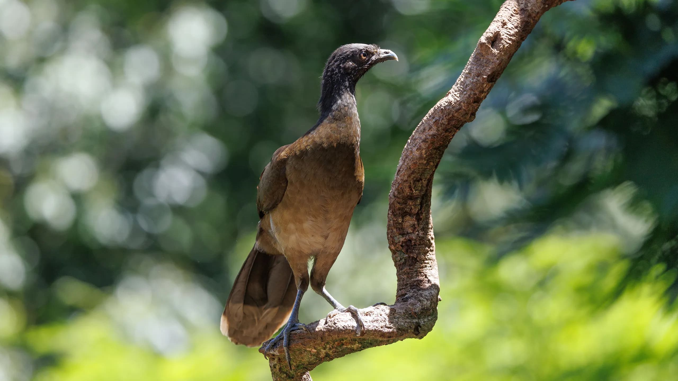 A close-up profile of a West Mexican Chachalaca bird perched elegantly on a curved tree branch against a soft, out-of-focus green background.