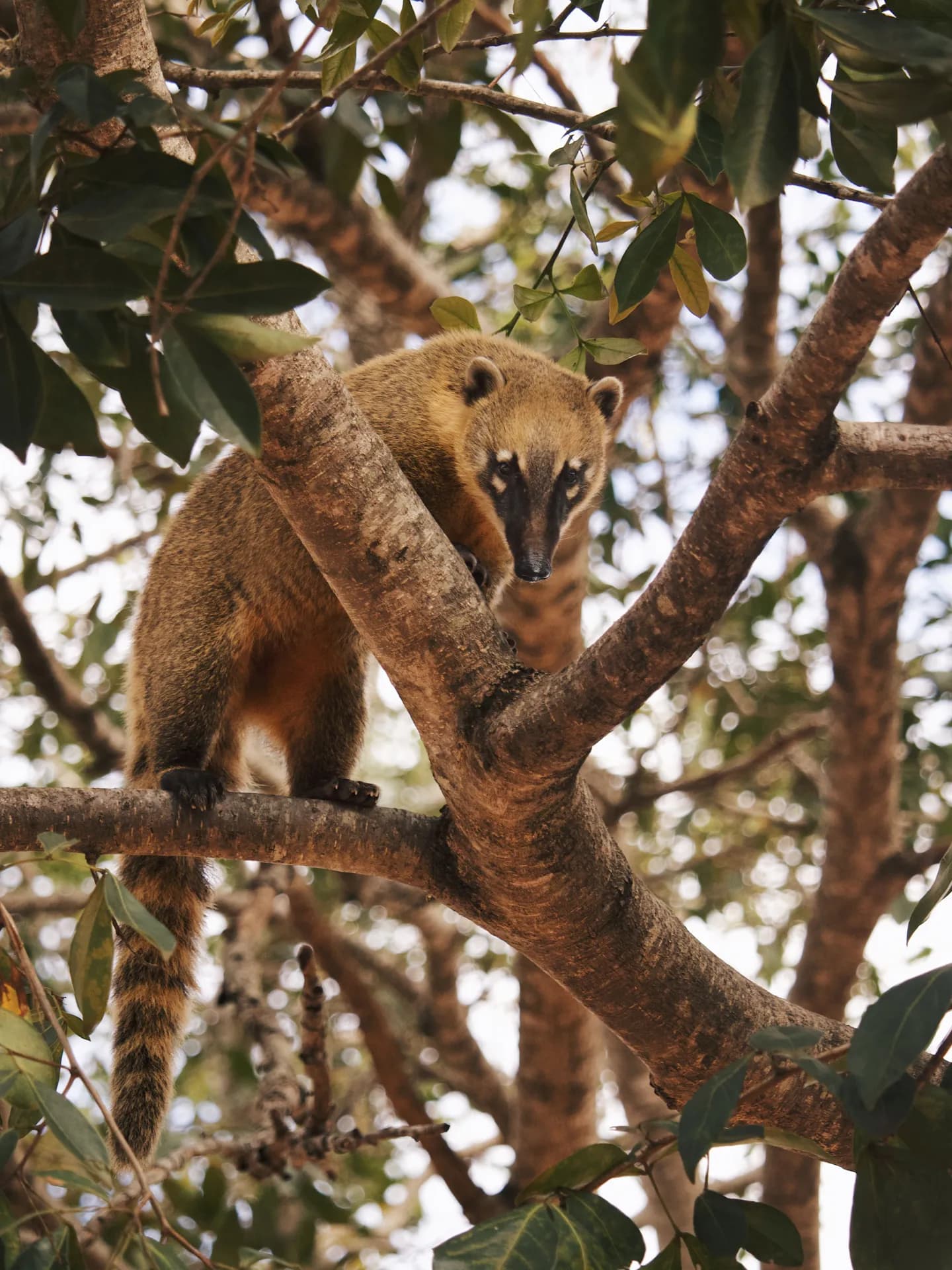 A brown coati with a long striped tail looking down curiously while perched on a thick tree branch amidst lush tropical foliage.