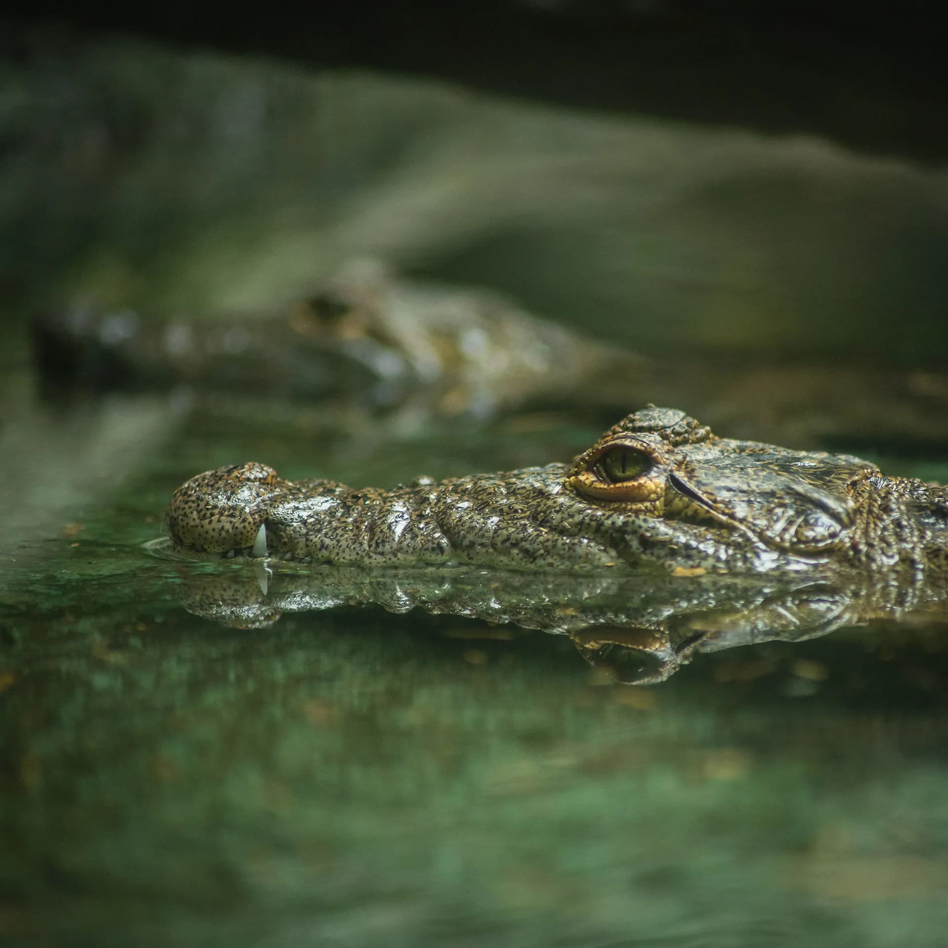 A close-up shot of a crocodile floating quietly in murky green water, with its eyes and snout above the surface, casting a clear reflection, while another crocodile is blurred in the background.