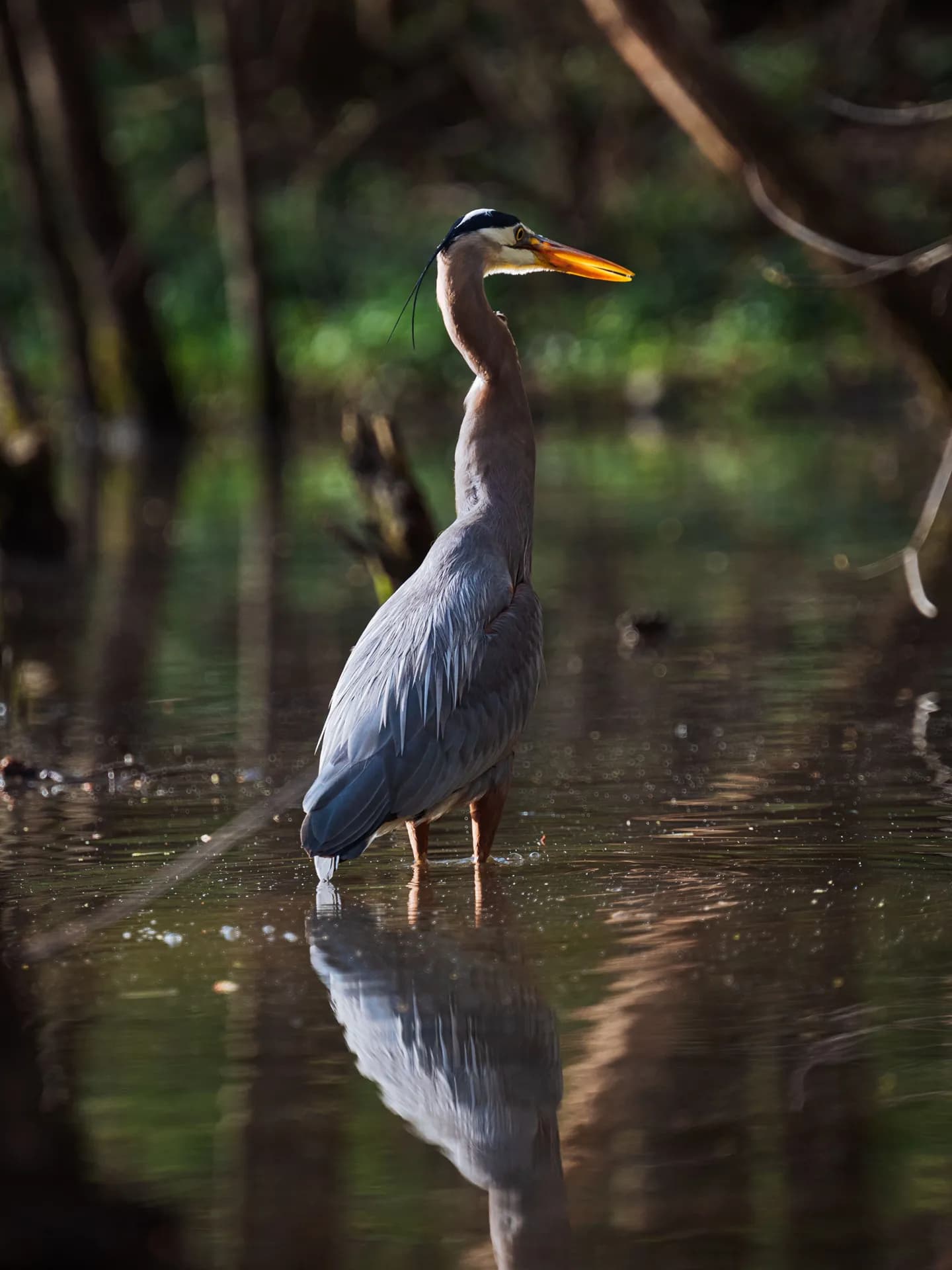 A majestic Great Blue Heron standing gracefully in shallow water, its tall body and long orange beak reflected clearly on the calm water surface with a soft, dark forest background.